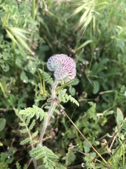 Phacelia hubbyi