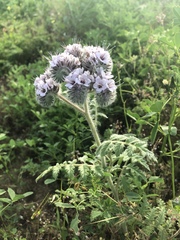 Phacelia hubbyi