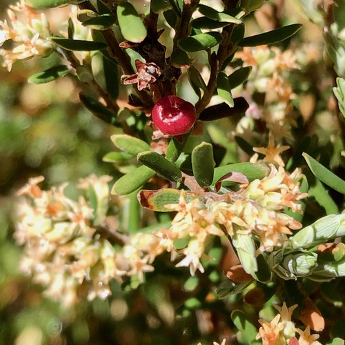 Image of Mountain Beard-Heath (Acrothamnus hookeri) by (c) James K. Douch, some rights reserved (CC BY-SA)