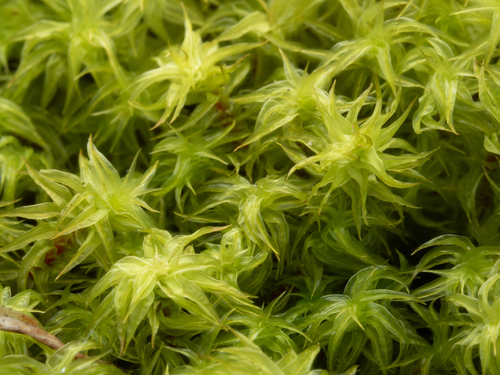 Leptodontium