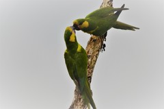 Ognorhynchus icterotis