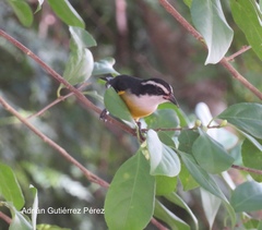 Coereba flaveola caboti