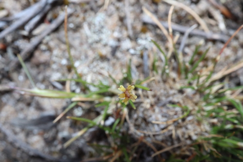 Image of Tiny Goodenia (Goodenia micrantha) by (c) Thomas Mesaglio, some rights reserved (CC BY)