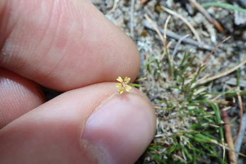 Image of Goodenia micrantha by (c) Thomas Mesaglio, some rights reserved (CC BY)