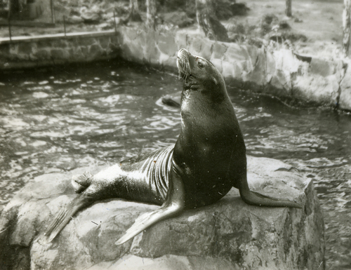 Japanese Sea Lion (Zalophus japonicus) · iNaturalist