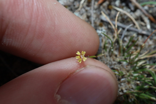 Image of Tiny Goodenia (Goodenia micrantha) by (c) Thomas Mesaglio, some rights reserved (CC BY)