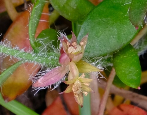 Image of Xanthosia tasmanica by (c) Peter Crowcroft, some rights reserved (CC BY)