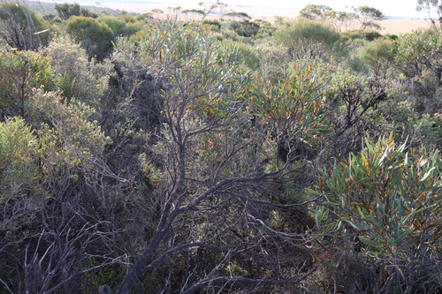 Image of Hakea pandanicarpa by (c) Greg Tasney, some rights reserved (CC BY-SA)