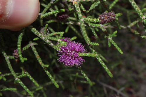 Image of Melaleuca micrantha by (c) Thomas Mesaglio, some rights reserved (CC BY)