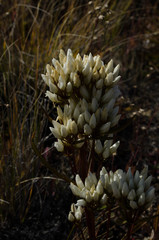 Gentianeae