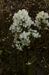 Gentianeae