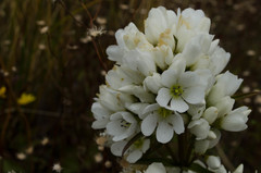 Gentianeae