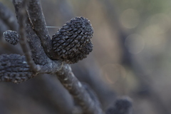 Allocasuarina campestris