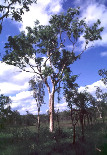 White Gum
