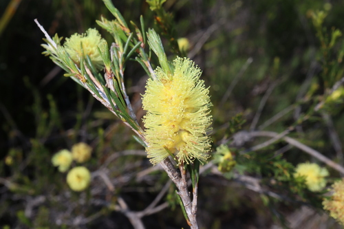 Melaleuca lutea