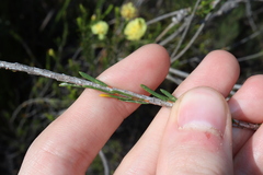Thomas Mesaglio, CC BY, iNaturalist via GBIF Melaleuca lutea, photograph Thomas Mesaglio, CC BY, iNaturalist via GBIF