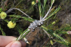 Thomas Mesaglio, CC BY, iNaturalist via GBIF Melaleuca lutea, photograph Thomas Mesaglio, CC BY, iNaturalist via GBIF