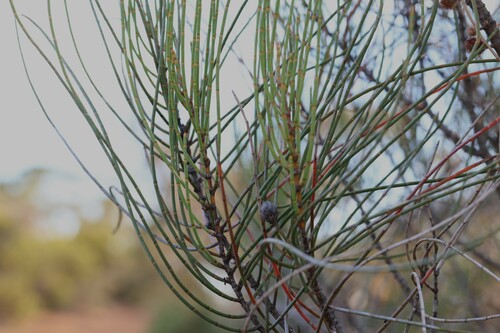 Allocasuarina campestris, photograph 2