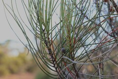 Allocasuarina campestris, photograph (c) Greg Tasney, some rights reserved (CC BY-SA)