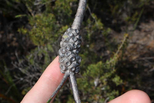 Melaleuca lutea, photograph 4