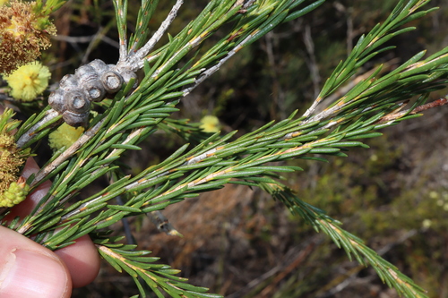 Melaleuca lutea, photograph 3