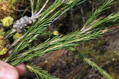 Thomas Mesaglio, CC BY, iNaturalist via GBIF Melaleuca lutea, photograph Thomas Mesaglio, CC BY, iNaturalist via GBIF