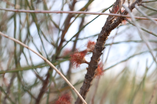 Allocasuarina campestris, photograph 1