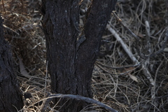 Allocasuarina campestris, photograph (c) Greg Tasney, some rights reserved (CC BY-SA)