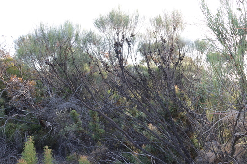 Allocasuarina campestris, photograph 4