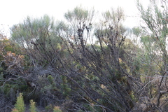 Allocasuarina campestris, photograph (c) Greg Tasney, some rights reserved (CC BY-SA)
