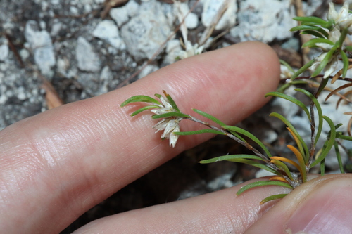 Image of Laxmannia sessiliflora by (c) Thomas Mesaglio, some rights reserved (CC BY)