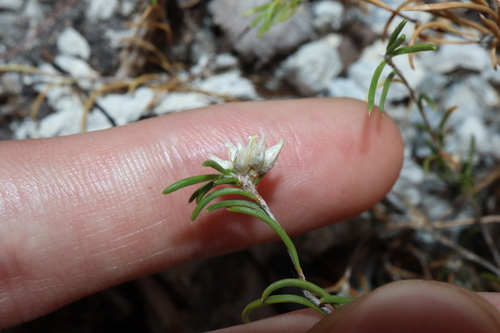 Image of Laxmannia sessiliflora by (c) Thomas Mesaglio, some rights reserved (CC BY)