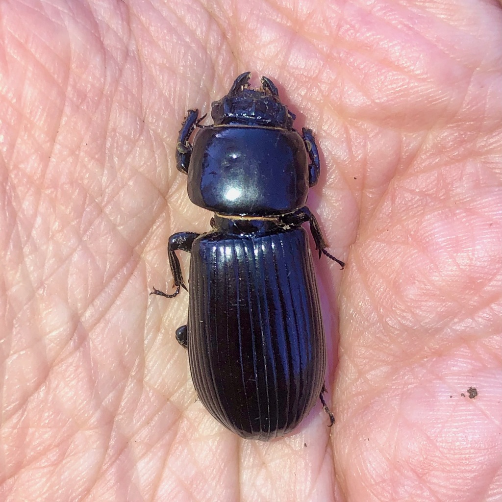 Pharochilus nitidulus