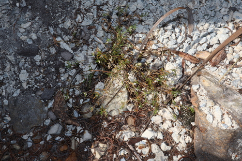 Image of Laxmannia sessiliflora by (c) Thomas Mesaglio, some rights reserved (CC BY)