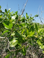 Conocarpus