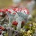 Red-fruited Pixie Cup - Photo (c) Owen Strickland, some rights reserved (CC BY), uploaded by Owen Strickland