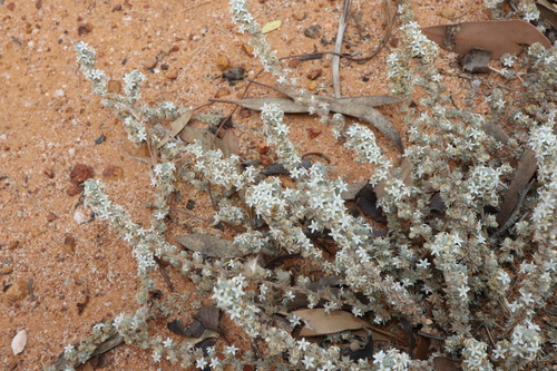 Image of Wilsonia humilis by (c) Thomas Mesaglio, some rights reserved (CC BY)