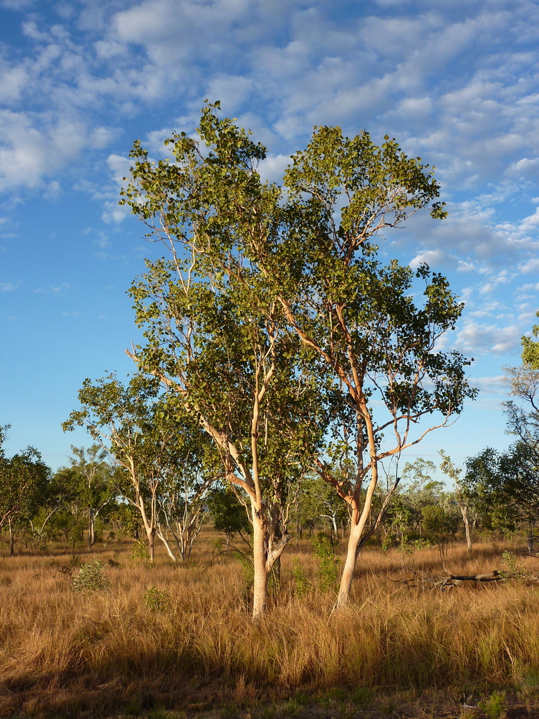 Northern Salmon Gum