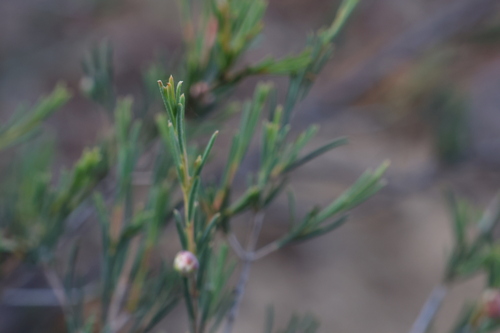Image of Hypocalymma puniceum by (c) Greg Tasney, some rights reserved (CC BY-SA)