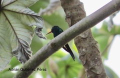 Cynanthus forficatus