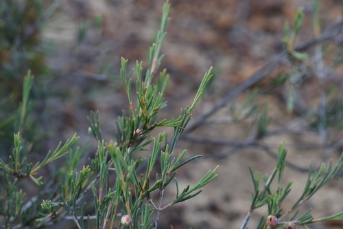 Image of Hypocalymma puniceum by (c) Greg Tasney, some rights reserved (CC BY-SA)