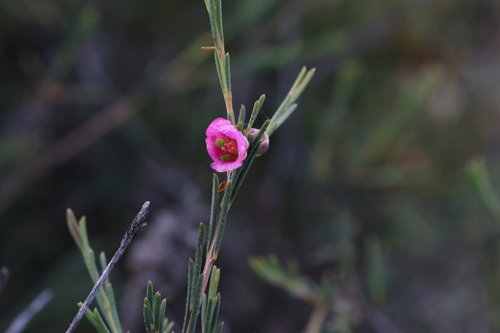 large myrtle (Hypocalymma puniceum)