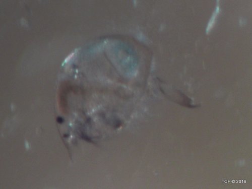 Chydoridae