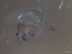 Chydoridae