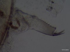 Chydoridae