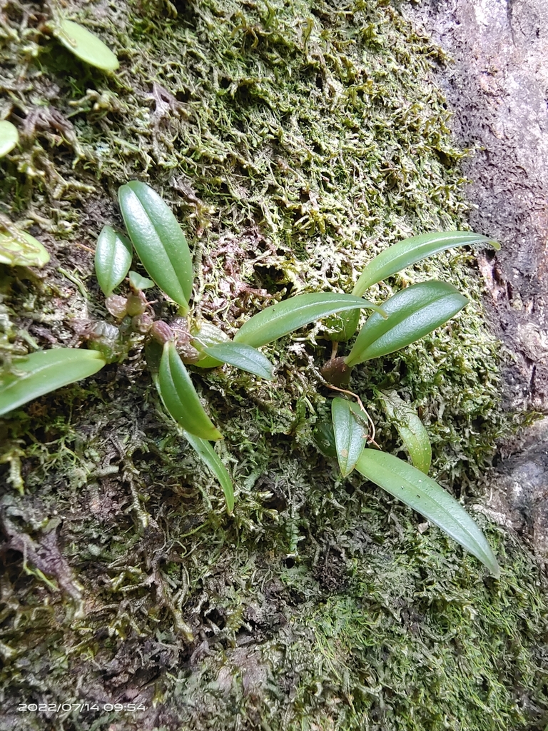 Bulbophyllum scabratum Rchb.f.