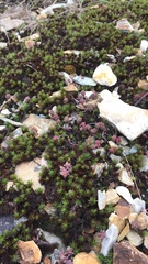 Polytrichum piliferum