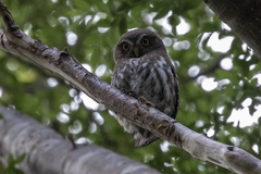 Glaucidium nana
