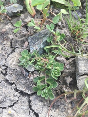 Acmispon wrangelianus