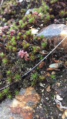 Polytrichum piliferum